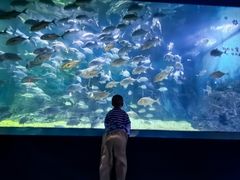 -烟台海昌鲸鲨海洋公园