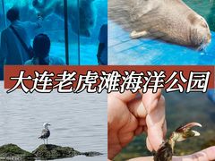 -大连老虎滩海洋公园
