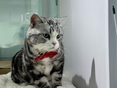 -爱洗澡的猫(望京店)