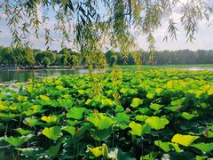 -长春市南湖公园