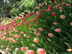 -洛阳郁金香牡丹园