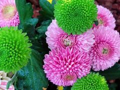 -杭州植物园