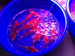 -中环花鸟鱼虫市场