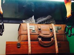 -猫咪博物馆(顶澳仔猫街店)