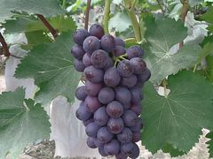 -美家乐农庄·露营·团建(大治路店)