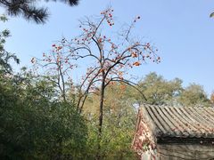 -香山公园