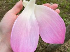 -合肥滨湖国家森林公园