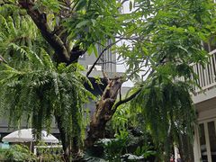 -Fern Forest Cafe