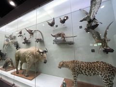 -国家自然博物馆