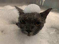 -PETKIT小佩宠物·低压洗护(国顺东路店)