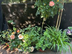-肴约·花园式餐厅(湖里店)