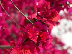 -有红鸡毛店·川菜(建设路店)