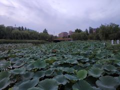 -前关湿地公园