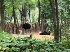 -北京野生动物园