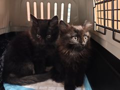 -pd派德宠物中心医院24H急重症·眼科中心·血液透析中心(嵩山北路店)