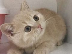 -东方名猫馆·英短金渐层布偶猫舍(环线广场1号楼店)