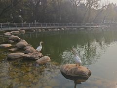 -莲湖公园
