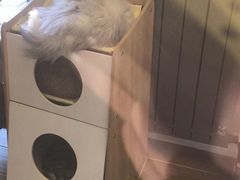 -猫大福·Fortune Cat猫舍(百子湾店)