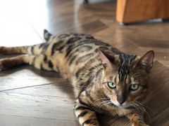 -蓝鲸·缅因猫舍