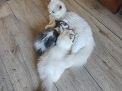 -楼上猫咖(罗湖店)