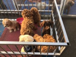 -萌宠亲子动物乐园(槐房万达店)