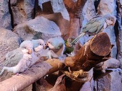 -正佳雨林生态植物园