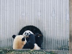 -卧龙中华大熊猫苑神树坪基地