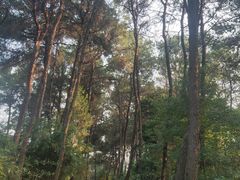 -铁山坪森林公园