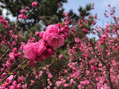 -大兴滨河森林公园