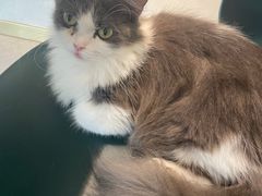 -飞行喵MR PILOT|猫舍·猫咖(静安大融城店)