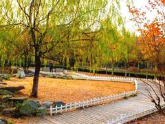 -八大关景区