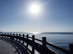 -西京湾花海