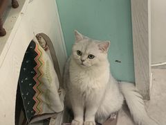 -猫小院猫主题餐厅(三里屯店)
