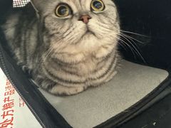 -纳吉亚猫专科动物医院·北北分院