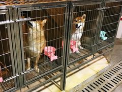 -柴犬高等学院·狗咖·柴犬售卖·宠物训练