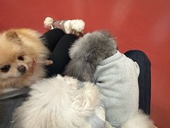 -和它·交个朋友·狗咖猫咖(爱琴海店)