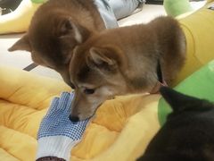 -逗柴咖啡屋·狗咖猫咖宠物桌游