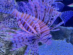 -西雅图水族馆