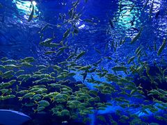 -上海海昌海洋公园