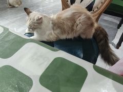 -猫小院猫主题餐厅(南锣旗舰店)