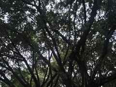 -莲花山公园