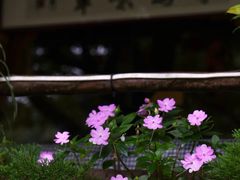 -云水谣景区