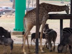 -广州长隆国际大马戏