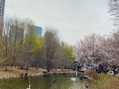 -长白岛森林公园