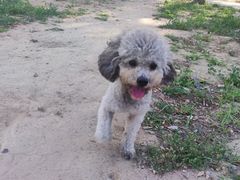 -意大利农场度假村