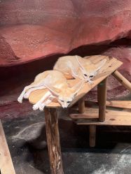 -Zoolung Zoolung动物主题公园(海信广场店)