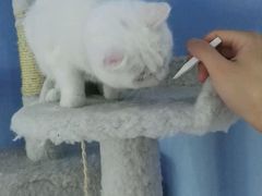 -喵的天空名猫咖啡馆·撸猫·猫舍·用品