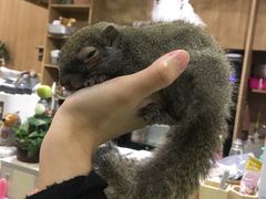-藦茜花园宠物主题亲子互动体验馆(国顺东路店)