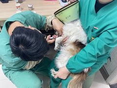 -派美特宠物医院·核磁CT·骨科肿瘤·疑难转诊(沈农禾丰店)