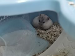 -钓仓鼠(洋桥北里小区店)
